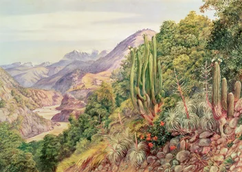 Die Ströme von Languenas in der Cordillera, Chile